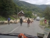 Отара овец