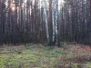 Лес в ноябре