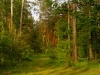 Тропинка в лесу
